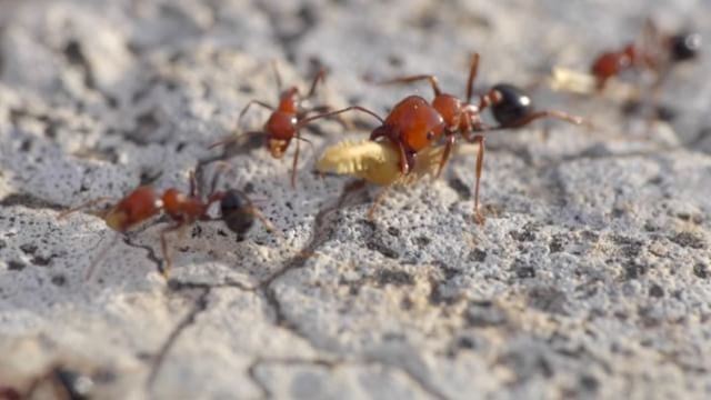 Hanging out with ants from Doueir  lebanon ... (Doueir)