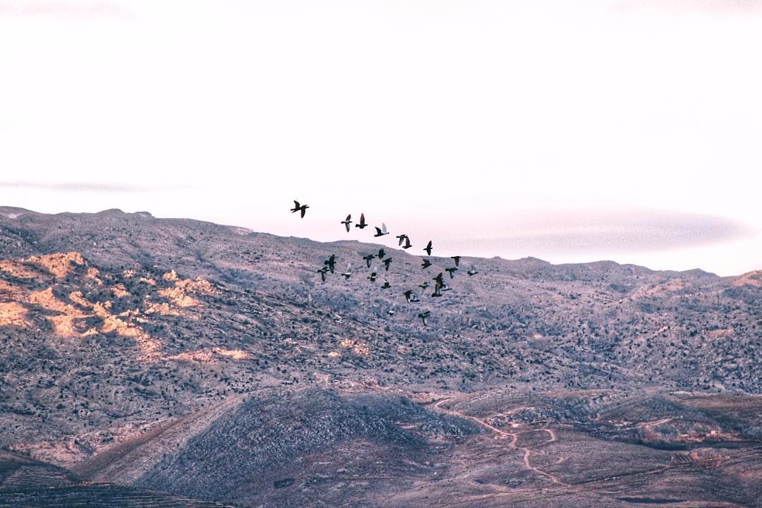 Happy Friday  morning  friday  november  bekaa  lebanon  fly  flying ... (Barr Eliâs, Béqaa, Lebanon)