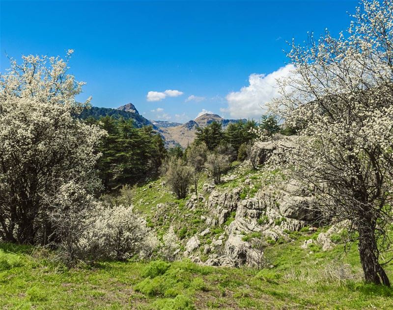 Happy Weekend 🌞 outdoors  weekend  spring  mountains  blossom  hike ... (Tannourine Cedars Nature Reserve)