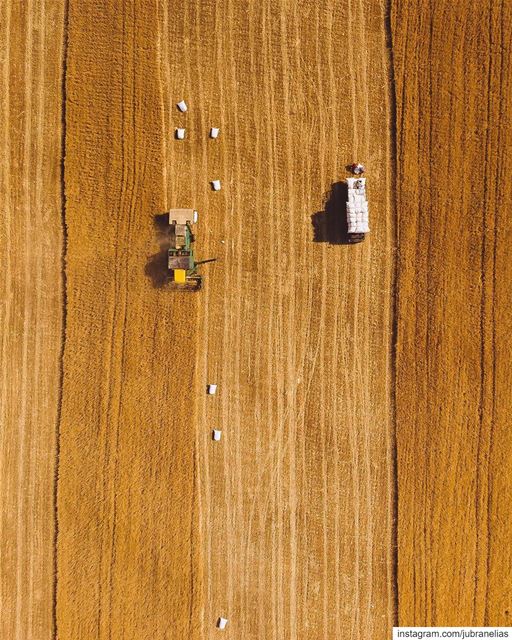 Harvest Time 🌾🚜 (Joub Jannine)