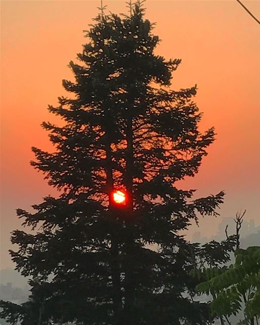 ´Have the patience , wait it out , it's all about timing ' sunset trees... (كسروان- keserwan)