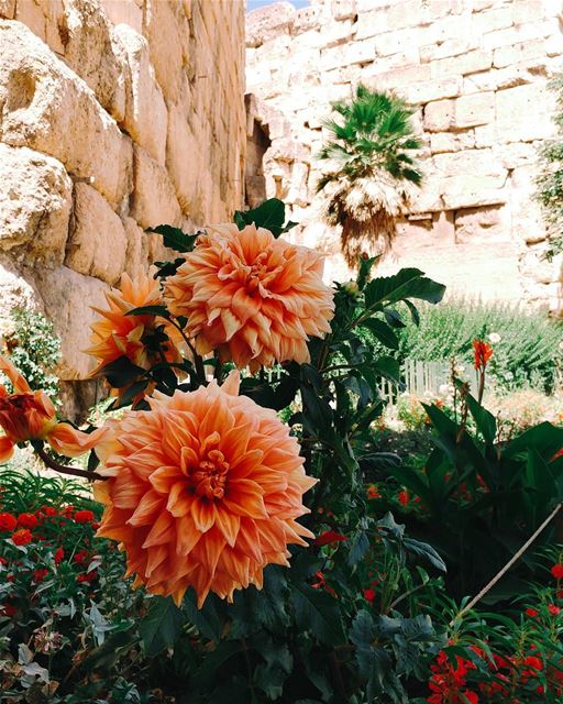 Have you ever noticed the guardians of the temples? 🌹You can see these... (Baalbek , Roman Temple , Lebanon)