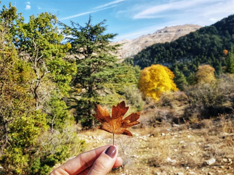 Have you made your wish? 🍁 Мотивационный понедельник ✊. Всю нашу жизнь опр (Horsh Ehden)