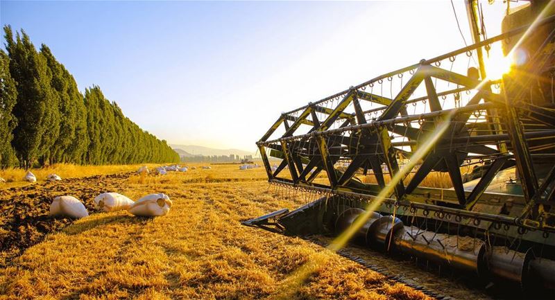 Hay there🌾Early Morning Wanders with @lebanese.wanderers (`Ammiq, Béqaa, Lebanon)