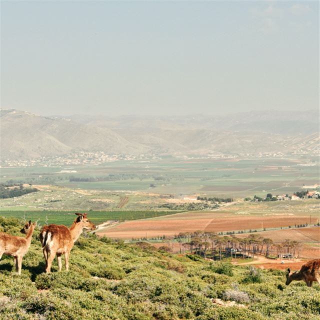 Hello Deer! 🦌 (West Bekaa)