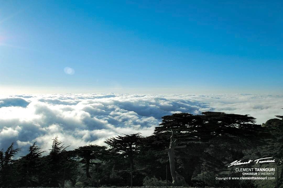 Hello from the top !🌲🇱🇧⠀ livelovechouf  livelovebarouk ... (Barouk Cedar Forest)