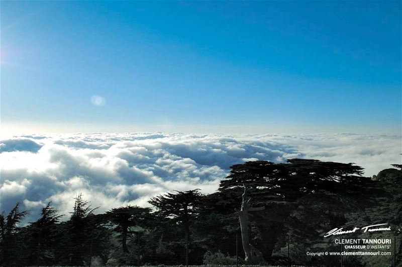 Hello from the top !🌲🇱🇧⠀ livelovechouf  livelovebarouk ... (Barouk Cedar Forest)