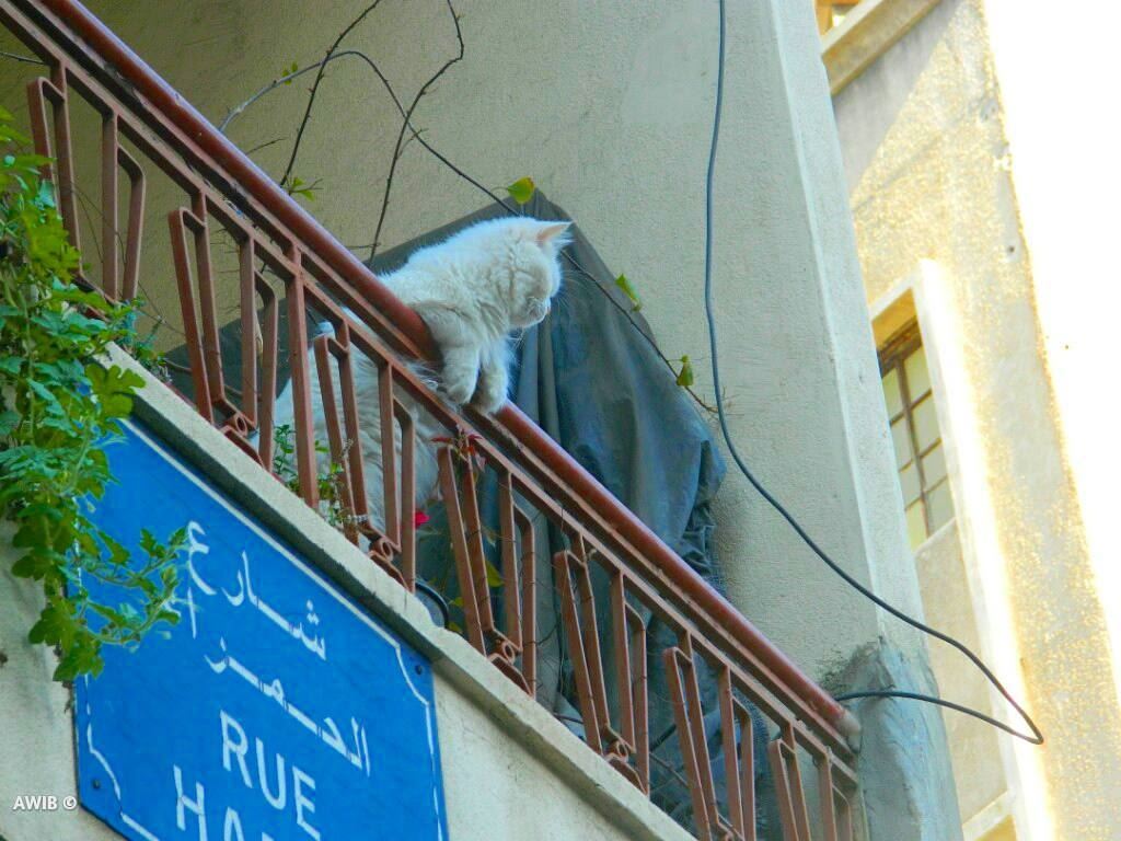 Hello hoomans 🐱 cat  animal  streetphotography  lebanonspotlights ... (Hamra, Beyrouth, Lebanon)