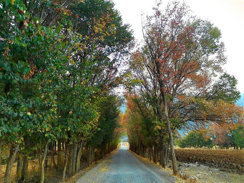 Hello  November! (`Ammiq, Béqaa, Lebanon)