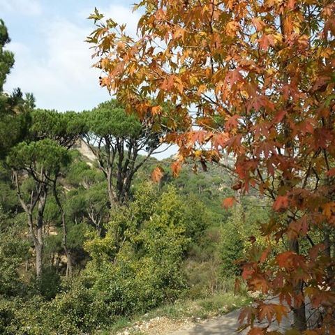 Hello November 🍂🍁 Green and Gold Trees (Fouara - Chouf)
