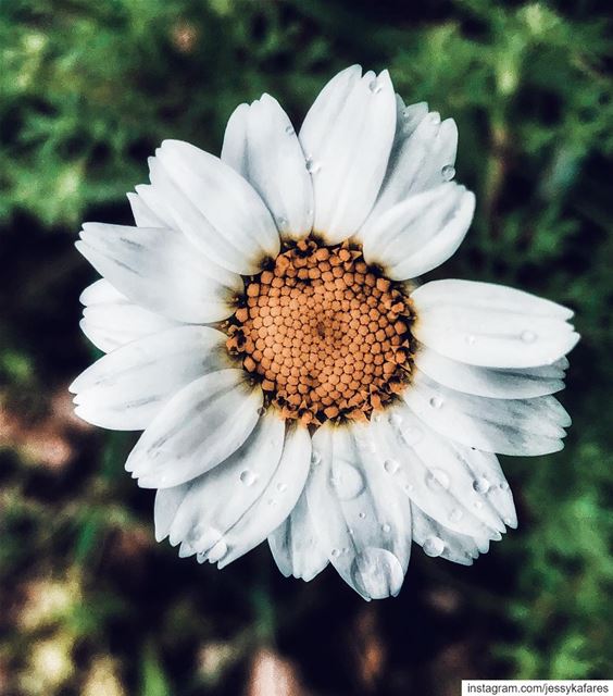 ... her damaged petals are what made her more beautiful than all the other... (El-Kour, Liban-Nord, Lebanon)