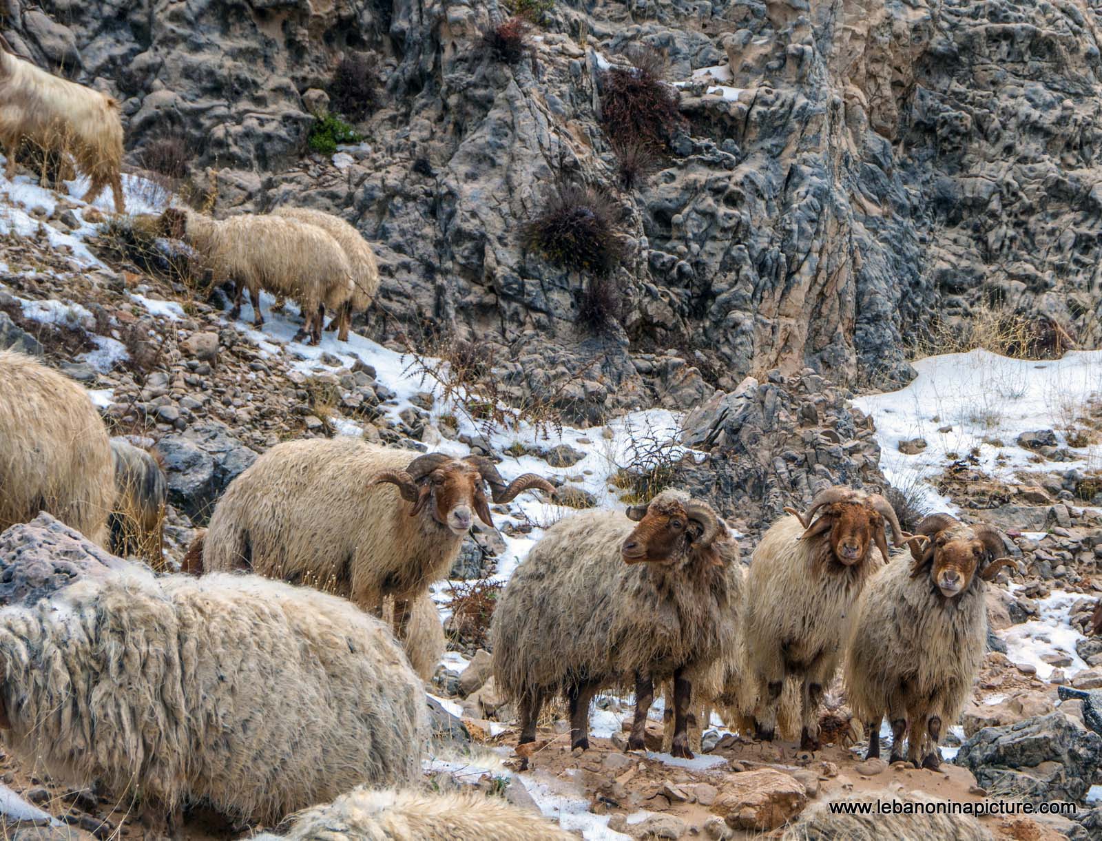 Hey There what you're doing? (Laklouk, Lebanon)