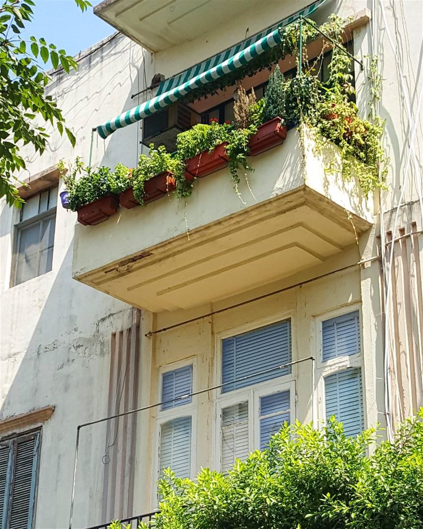 Hidden  Beirut... does anybody ever look up??... 🌱🌱⚘⚘... Lebanon ...