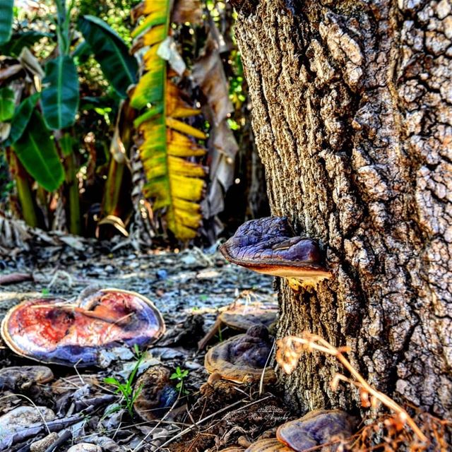 Hidden Gems🍄🍀 lebanoninstagram  lebanonactivities  mylebanon🇱🇧 ...