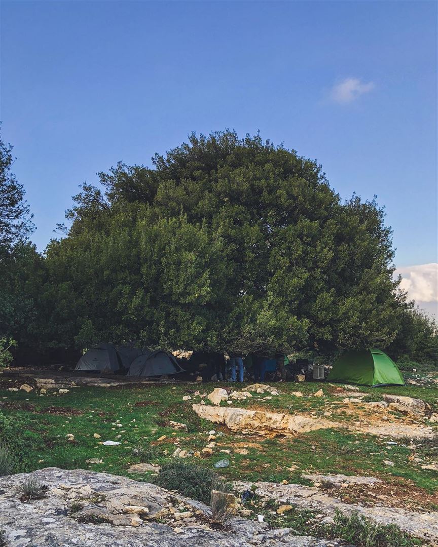 Hiding under the tree ..... natgeoshot  natgeotravelpic  liveoutside ... (Lebanon)