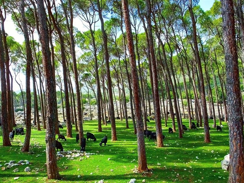  hiking  explorelebanon  picoftheday  livelovelebanon  naturephotography ... (`Ammiq, Béqaa, Lebanon)