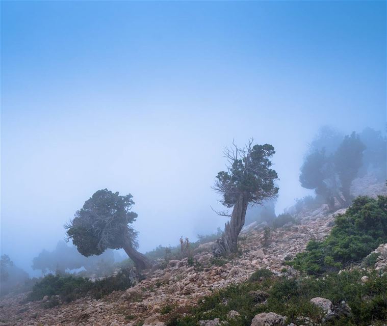 Hiking in the freshness of heavy summer mist  lebanon ... (Karm El Meher)