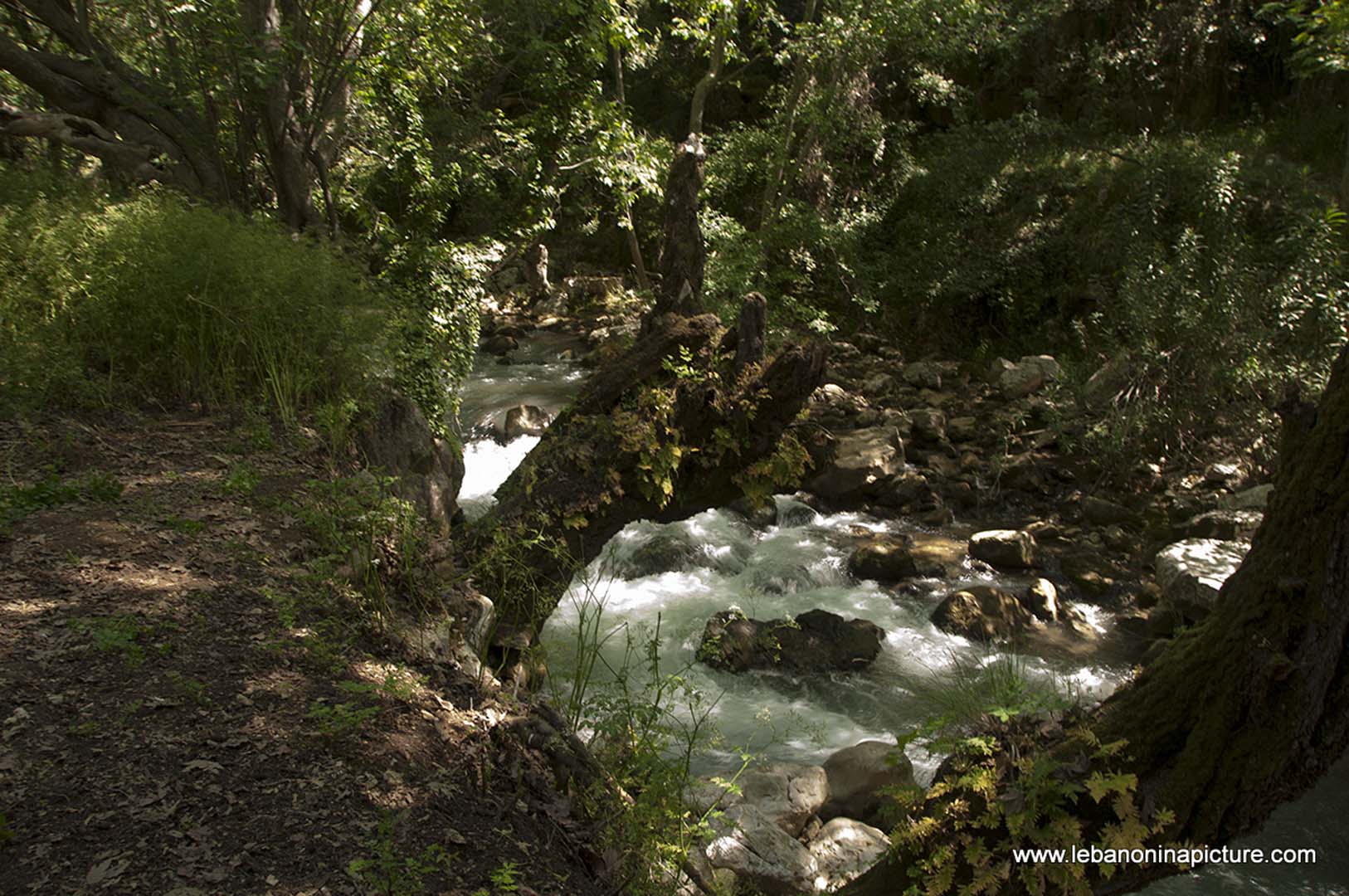 Hiking in Wadi Al Mokhtara with Promax (Shouf Biosphere Reserve)