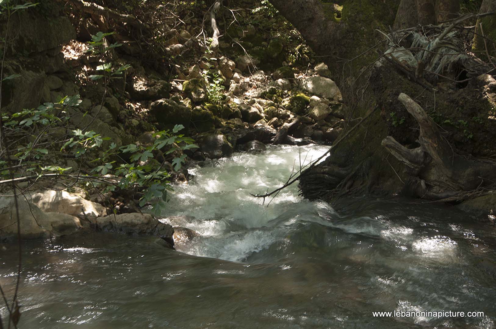 Hiking in Wadi Al Mokhtara with Promax (Shouf Biosphere Reserve)