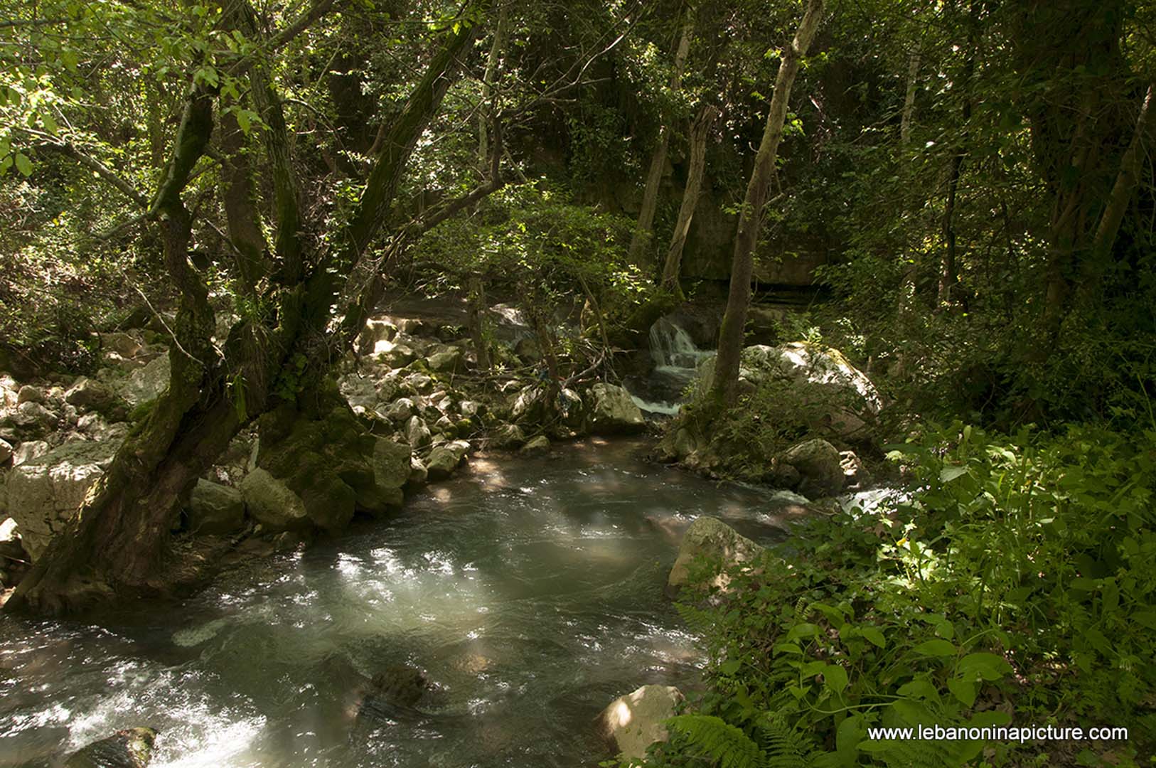 Hiking in Wadi Al Mokhtara with Promax (Shouf Biosphere Reserve)