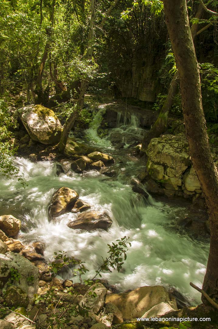 Hiking in Wadi Al Mokhtara with Promax (Shouf Biosphere Reserve)