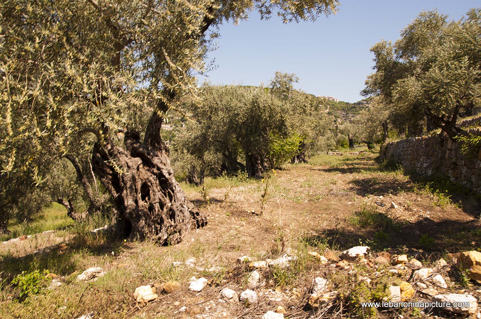 Hiking in Wadi Al Mokhtara with Promax (Shouf Biosphere Reserve)