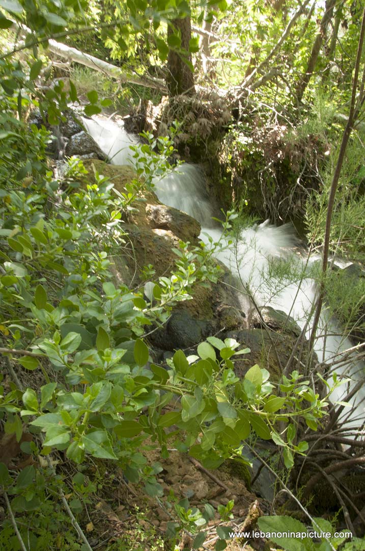 Hiking in Wadi Al Mokhtara with Promax (Shouf Biosphere Reserve)