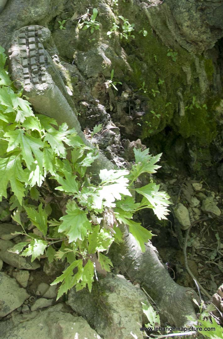 Hiking in Wadi Al Mokhtara with Promax (Shouf Biosphere Reserve)