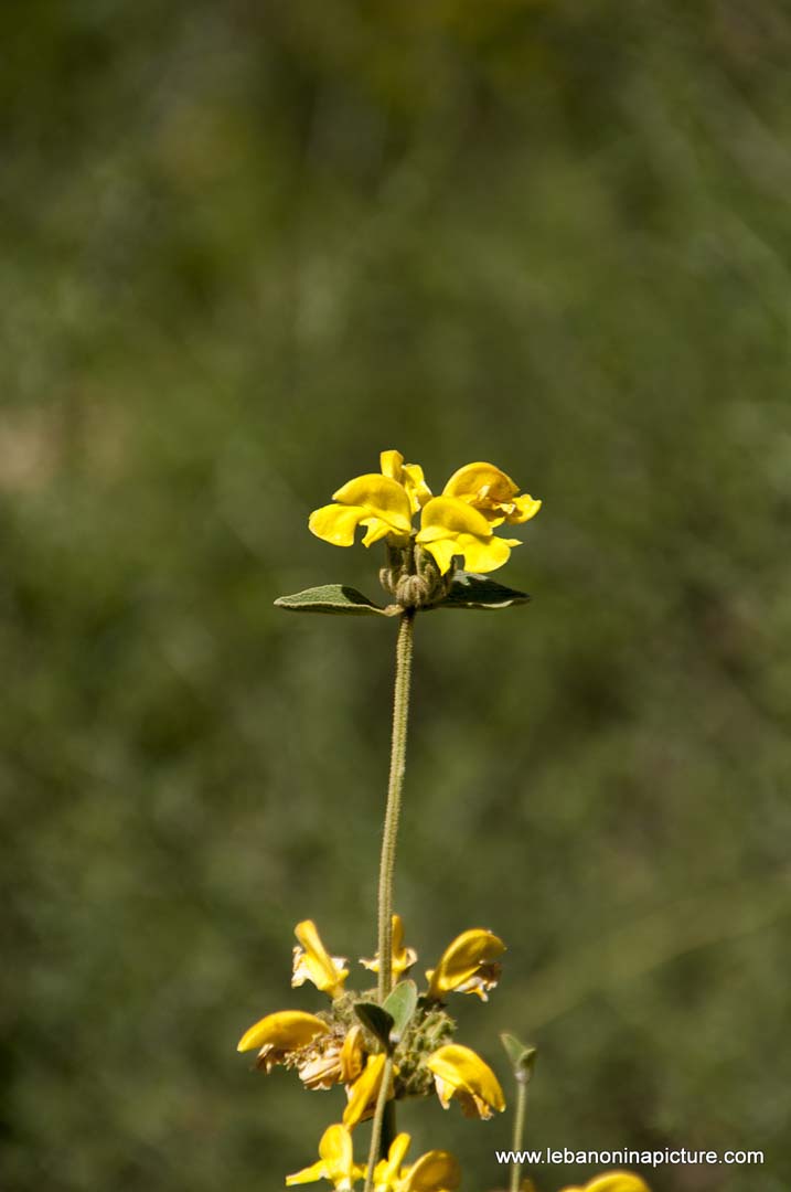 Hiking in Wadi Al Mokhtara with Promax (Shouf Biosphere Reserve)