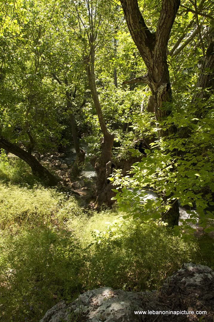 Hiking in Wadi Al Mokhtara with Promax (Shouf Biosphere Reserve)