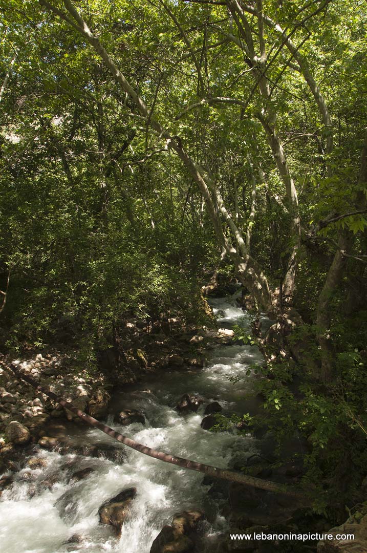 Hiking in Wadi Al Mokhtara with Promax (Shouf Biosphere Reserve)