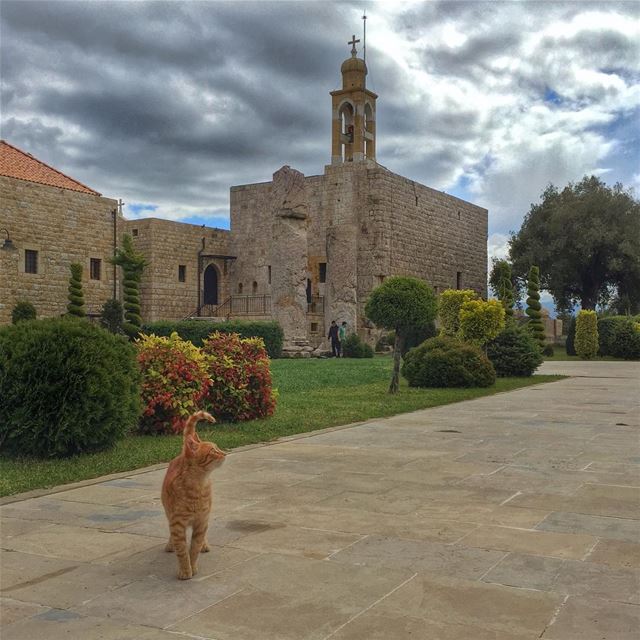 Holy Cat 🐈  catsofinstagram  cat  livelovepets  lebanon  lebanon_hdr ... (Deir El Kalaa-Beit Meri)