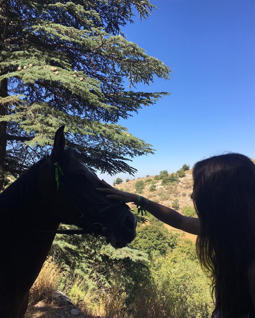 Horses 🐴 they can be a lot easier to love than humans...❤️ ... (Chouf)