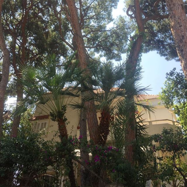  house  ig_lebanon  trees  nature  jounieh  landscape  livelovejounieh ... (Sarba, Mont-Liban, Lebanon)