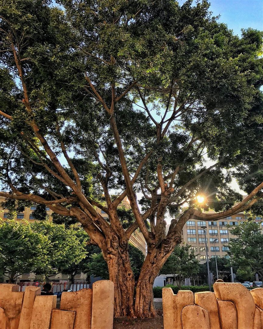How pretty is this tree! Found it when i was cycling this morning in... (Downtown Beirut)