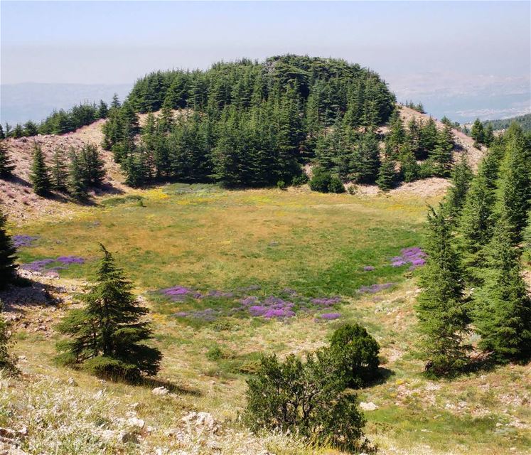 I can see Maria and the children on the meadow 🌲 The Sound Of Music 🎵 (Arz el Bâroûk)