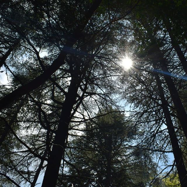 I find my happiness where the sun shines. naturephotography  ehden ...