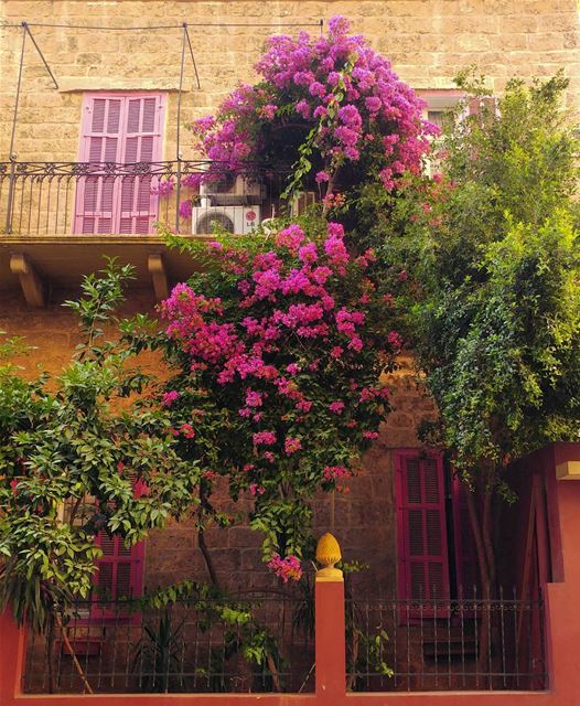 I like gardens surrounded with houses 🏡 (Abd El Wahab Street)