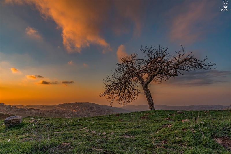 I named it “my Tree”!!... (Mount Lebanon Governorate)