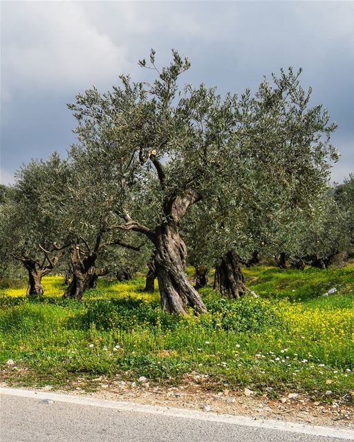 I root peculiarity.🌳🌻 ... (Bzîza, Liban-Nord, Lebanon)