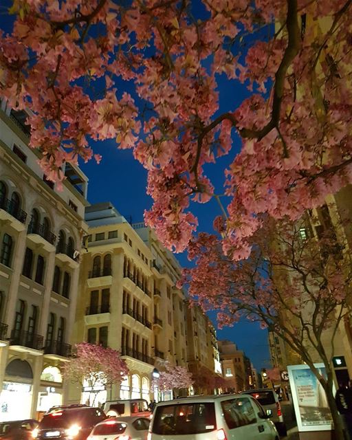 I see trees of green, red roses too🎶I see them bloom for me and you🎵... (Downtown Beirut)