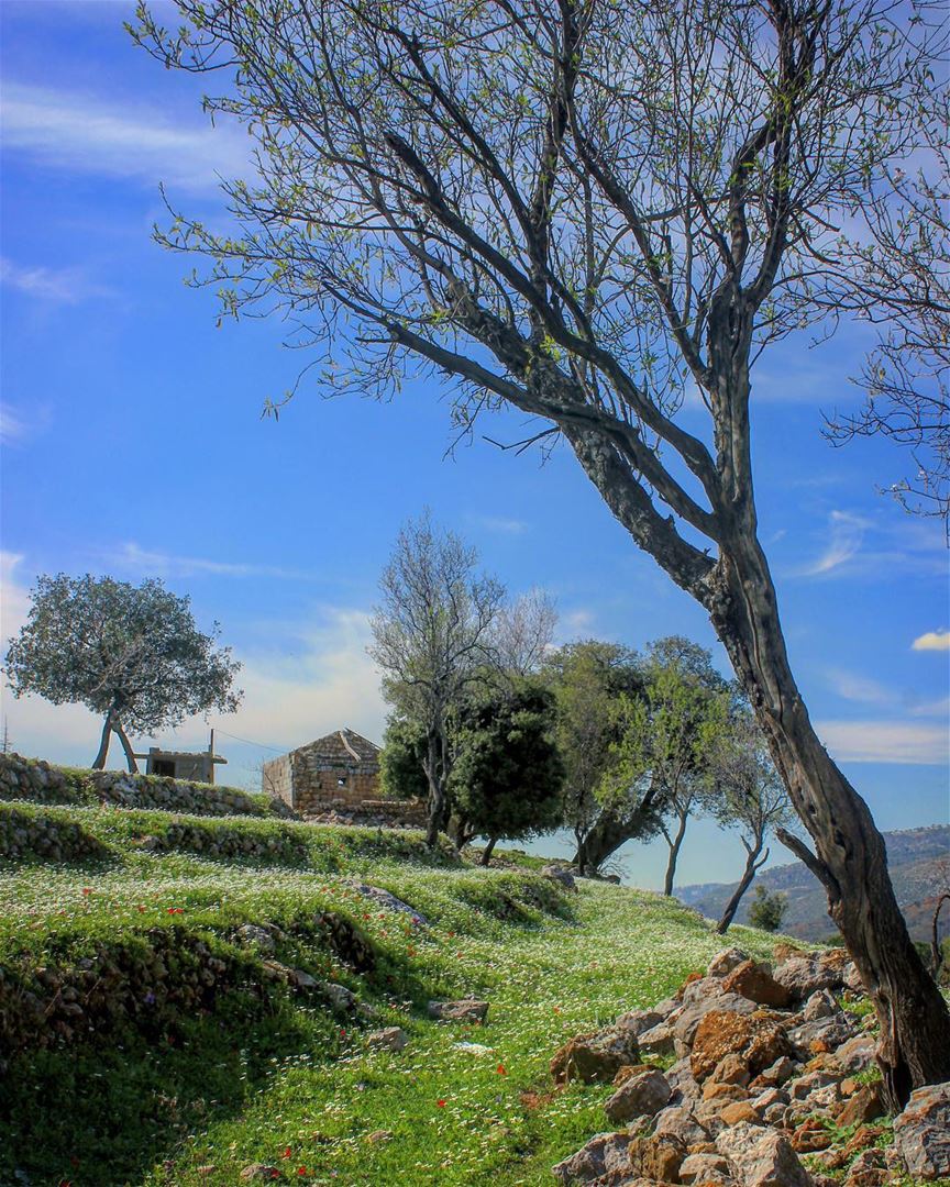 I Smell Spring  WalkWithNature 👣 🍃  spring  springiscoming 🌸🌸🌸🌸🌸... (Lebanon)