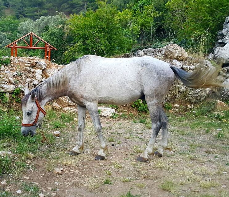 I think it uses "ultra doux" 🐴 🐴 🐴  horse  lebanon ...