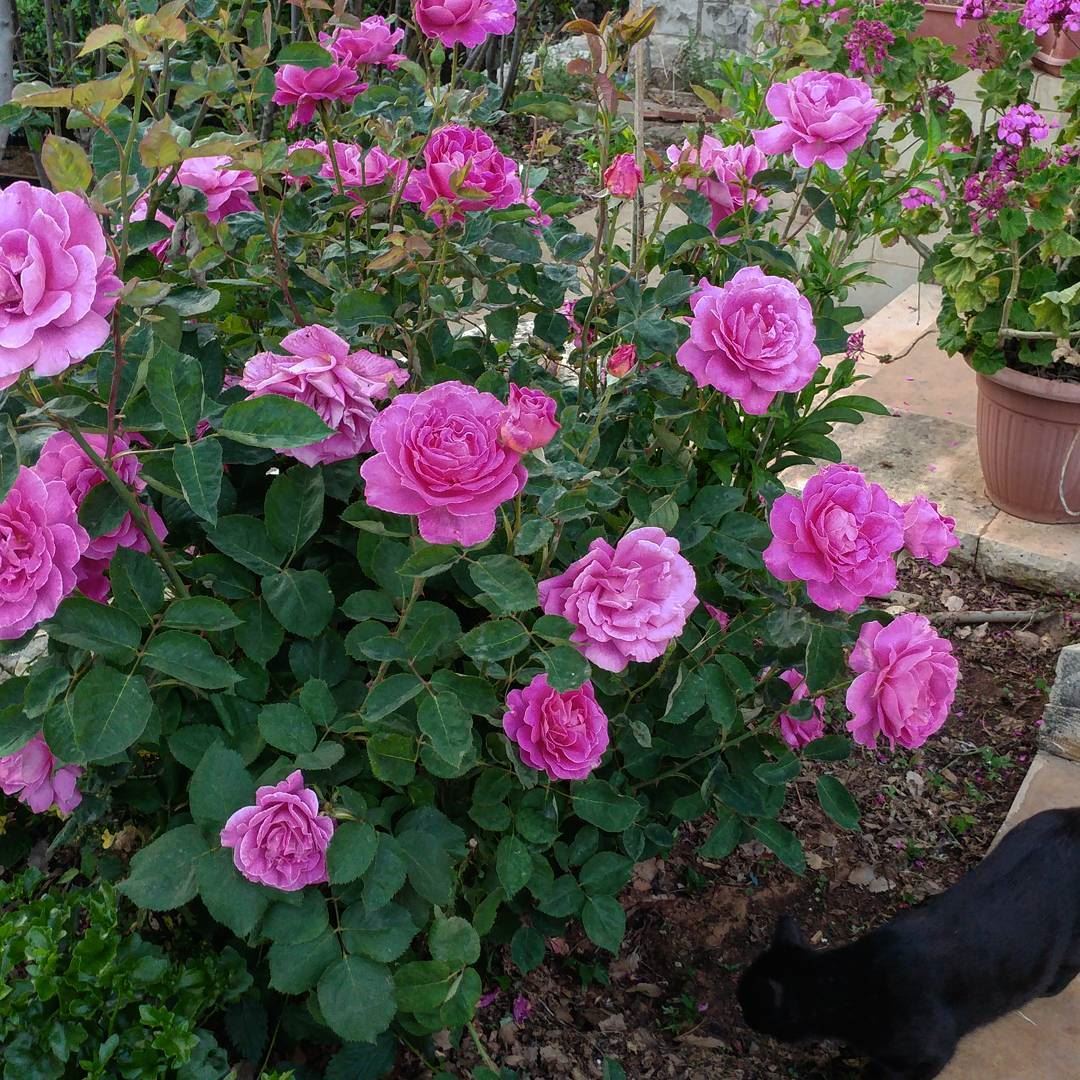 I think that cat saw something.  catsofinstagram  hunt  critters  roses ... (Dayr Al Qamar, Mont-Liban, Lebanon)