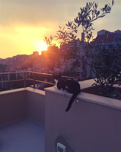 I've even trained this guy to appreciate a beautiful sunset 🌅 ...as you... (Bay Of Jounieh)