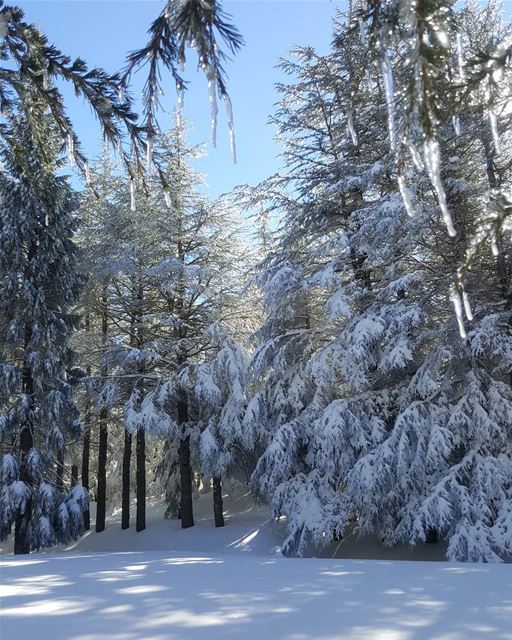 Icy chandeliers  ice  cedars  cedarsofgod  cedruslibani  forestsoflebanon...