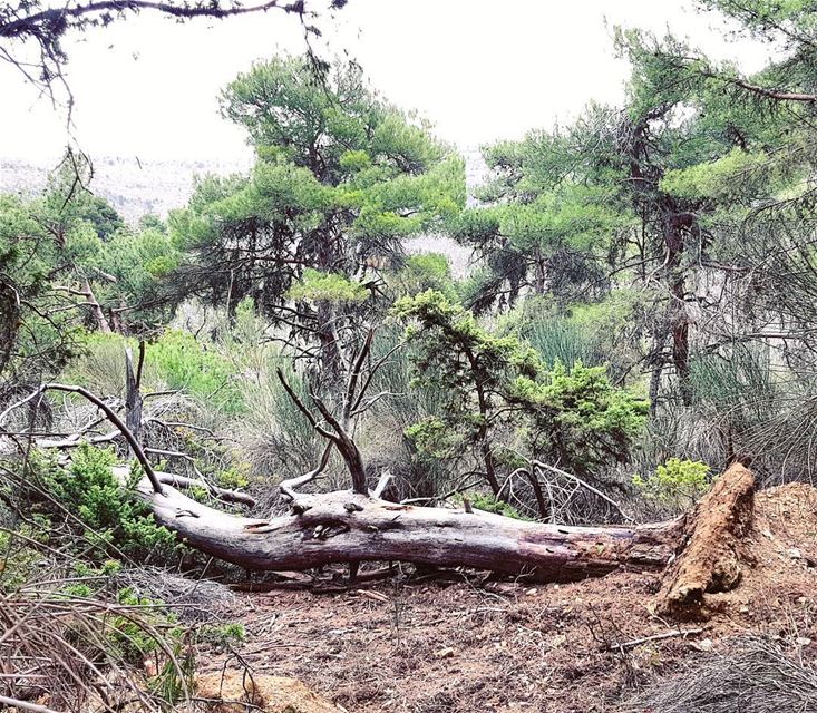 "If you truly love nature, you will find beauty everywhere"🍃  hiking ... (Horsh Ehden)