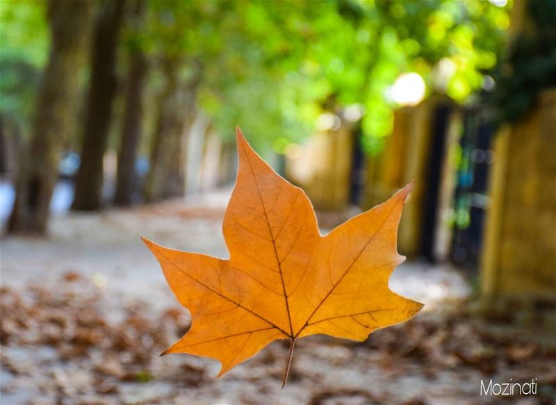  ig_lebanon autumn🍁 leaf nikon5300 naturelove natureloversgallery... (Sawfar, Mont-Liban, Lebanon)