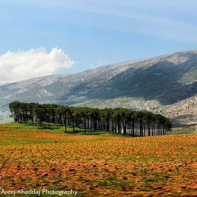  ig_lebanon  mytravelgram   insta_lebanon  beautifullebanon ... (West Bekaa)