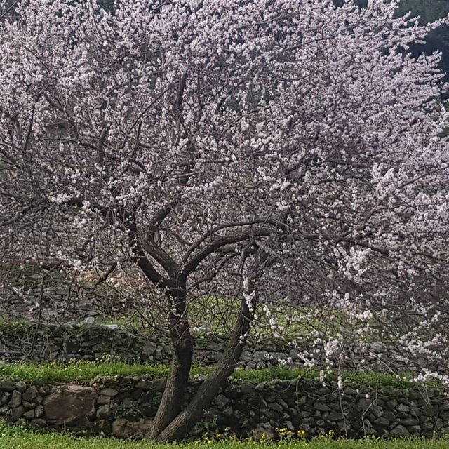 Il s'embellit de plus en plus 🌳...bonjour  lebanon  mountains  landscape ...